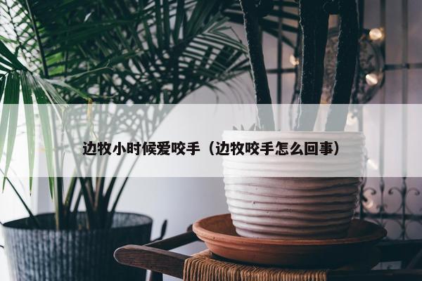 边牧小时候爱咬手（边牧咬手怎么回事）