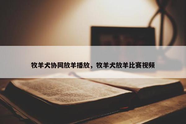 牧羊犬协同放羊播放，牧羊犬放羊比赛视频