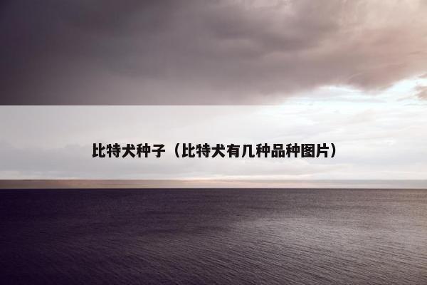 比特犬种子（比特犬有几种品种图片）