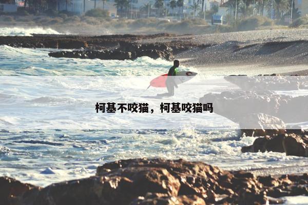 柯基不咬猫，柯基咬猫吗