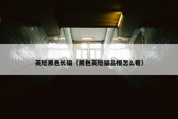 英短黑色长猫（黑色英短猫品相怎么看）