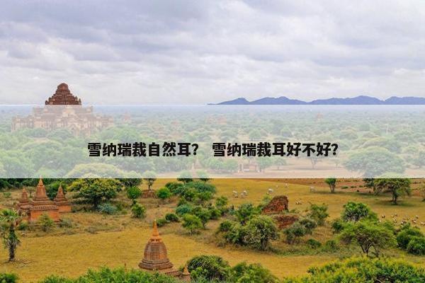 雪纳瑞裁自然耳？ 雪纳瑞裁耳好不好？