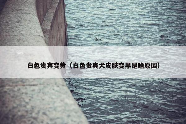 白色贵宾变黄（白色贵宾犬皮肤变黑是啥原因）