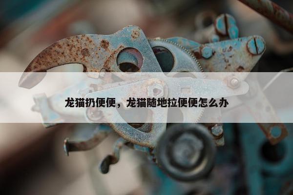 龙猫扔便便，龙猫随地拉便便怎么办