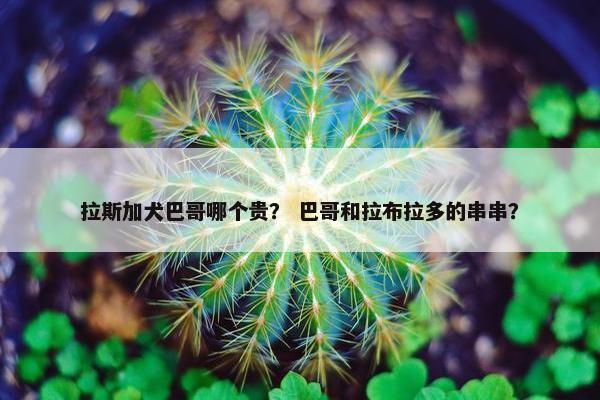 拉斯加犬巴哥哪个贵？ 巴哥和拉布拉多的串串？