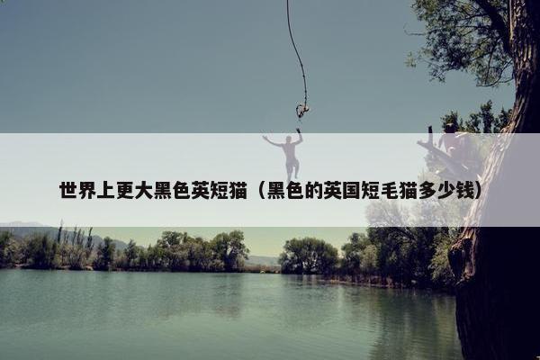 世界上更大黑色英短猫（黑色的英国短毛猫多少钱）