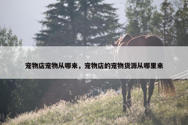 宠物店宠物从哪来，宠物店的宠物货源从哪里来