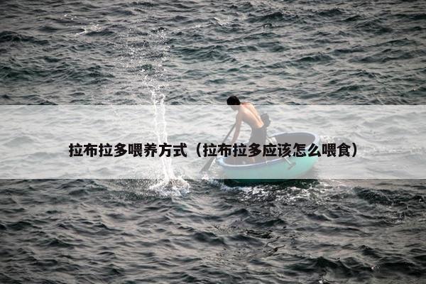 拉布拉多喂养方式（拉布拉多应该怎么喂食）