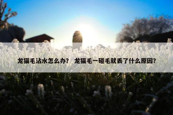 龙猫毛沾水怎么办？ 龙猫毛一碰毛就丢了什么原因？