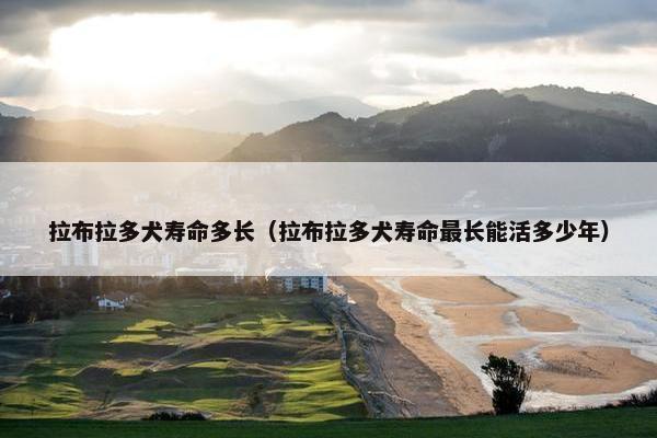 拉布拉多犬寿命多长（拉布拉多犬寿命最长能活多少年）