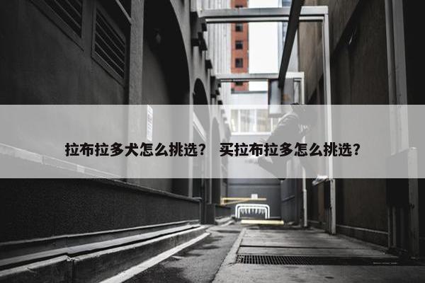 拉布拉多犬怎么挑选？ 买拉布拉多怎么挑选？