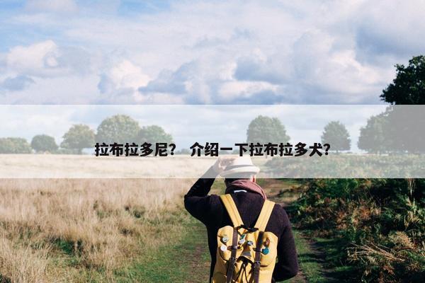拉布拉多尼？ 介绍一下拉布拉多犬？