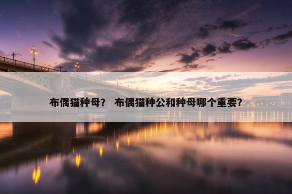 布偶猫种母？ 布偶猫种公和种母哪个重要？