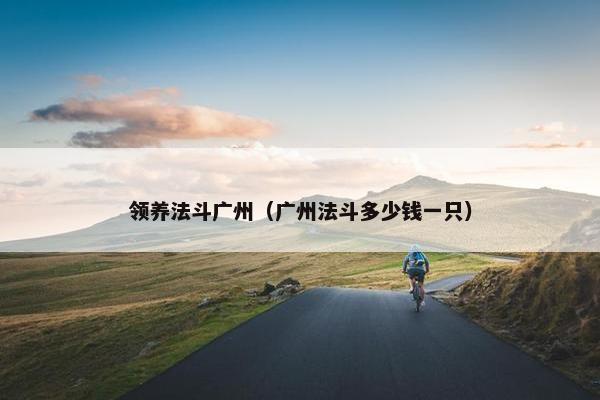 领养法斗广州（广州法斗多少钱一只）