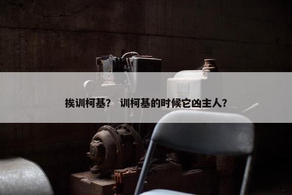 挨训柯基？ 训柯基的时候它凶主人？