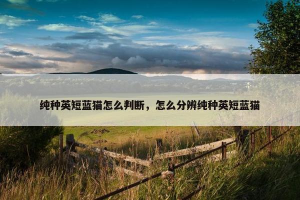 纯种英短蓝猫怎么判断，怎么分辨纯种英短蓝猫