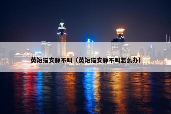 英短猫安静不叫（英短猫安静不叫怎么办）