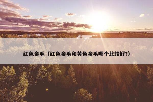 红色金毛（红色金毛和黄色金毛哪个比较好?）
