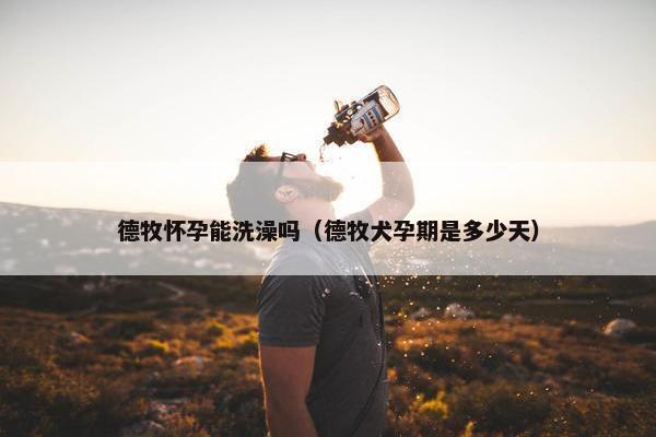 德牧怀孕能洗澡吗（德牧犬孕期是多少天）