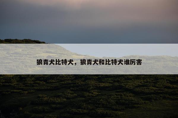 狼青犬比特犬，狼青犬和比特犬谁厉害
