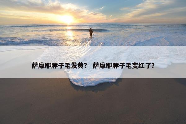 萨摩耶脖子毛发黄？ 萨摩耶脖子毛变红了？