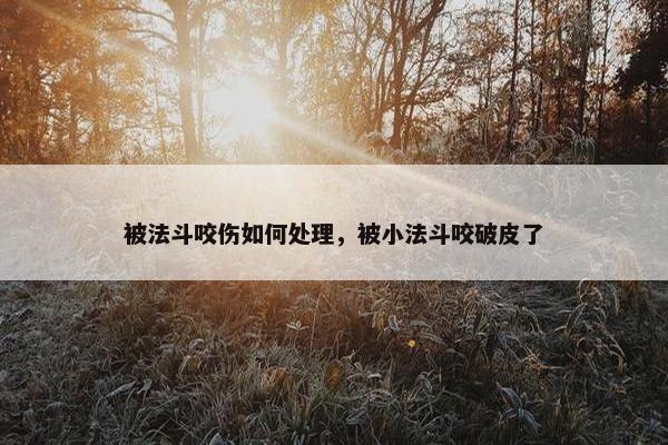 被法斗咬伤如何处理，被小法斗咬破皮了