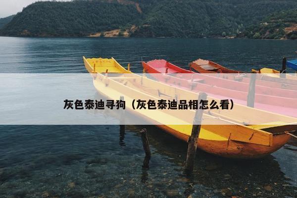 灰色泰迪寻狗（灰色泰迪品相怎么看）