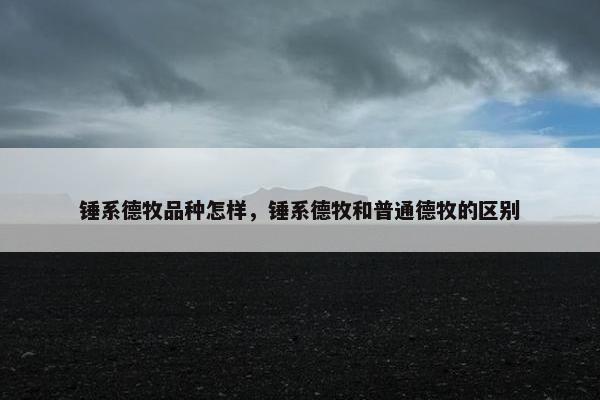锤系德牧品种怎样，锤系德牧和普通德牧的区别