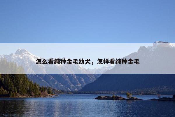 怎么看纯种金毛幼犬，怎样看纯种金毛