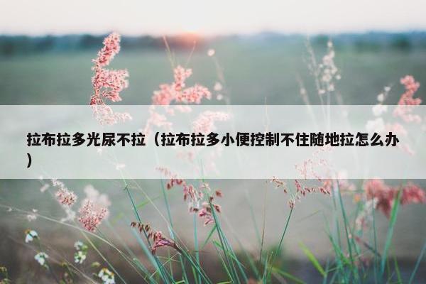 拉布拉多光尿不拉（拉布拉多小便控制不住随地拉怎么办）