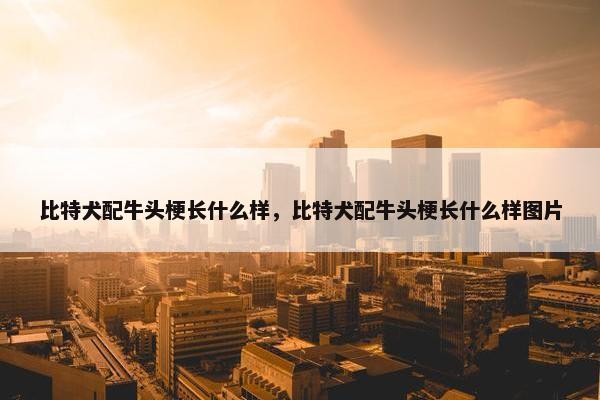 比特犬配牛头梗长什么样，比特犬配牛头梗长什么样图片