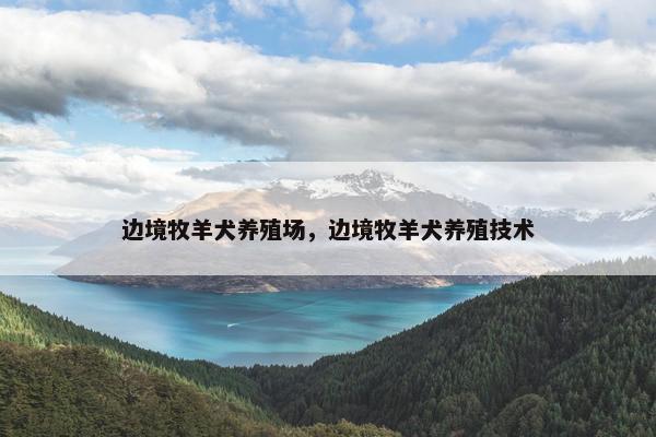 边境牧羊犬养殖场，边境牧羊犬养殖技术