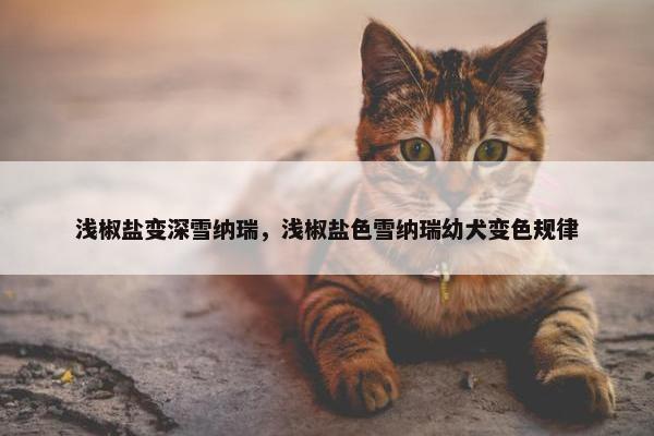 浅椒盐变深雪纳瑞，浅椒盐色雪纳瑞幼犬变色规律