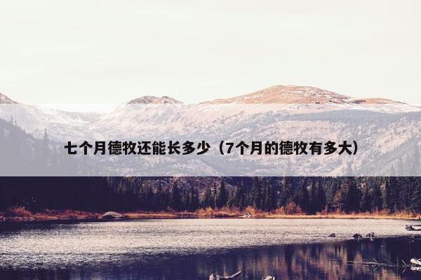 七个月德牧还能长多少（7个月的德牧有多大）