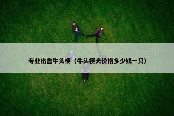 专业出售牛头梗（牛头梗犬价格多少钱一只）