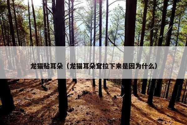 龙猫贴耳朵（龙猫耳朵耷拉下来是因为什么）