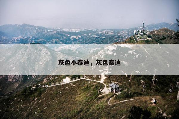 灰色小泰迪，灰色泰迪