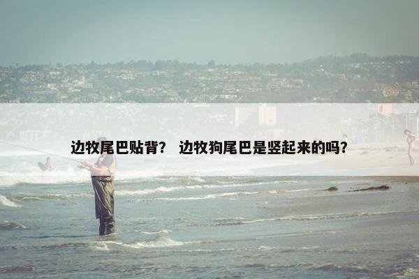 边牧尾巴贴背？ 边牧狗尾巴是竖起来的吗？