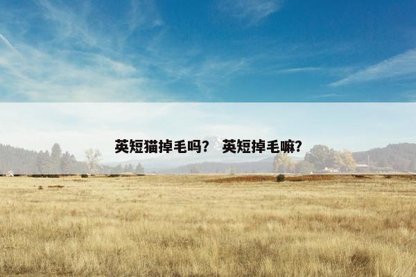 英短猫掉毛吗？ 英短掉毛嘛？