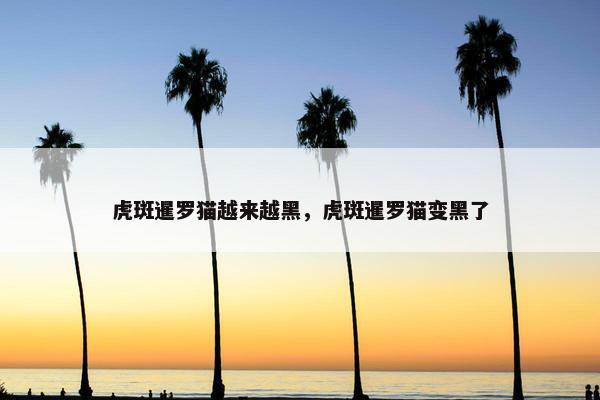 虎斑暹罗猫越来越黑，虎斑暹罗猫变黑了