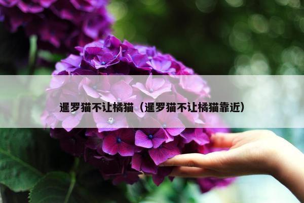 暹罗猫不让橘猫（暹罗猫不让橘猫靠近）
