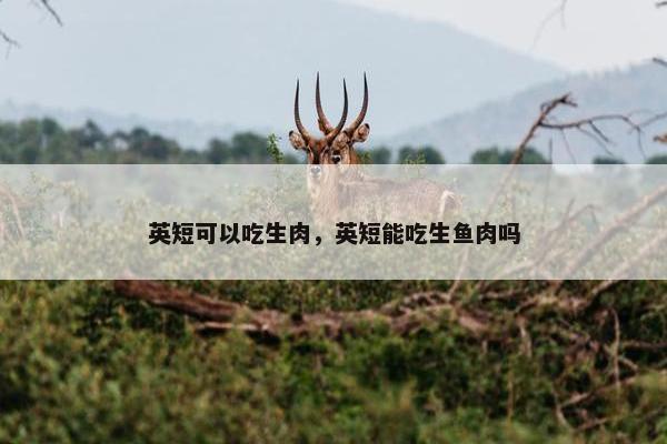 英短可以吃生肉，英短能吃生鱼肉吗