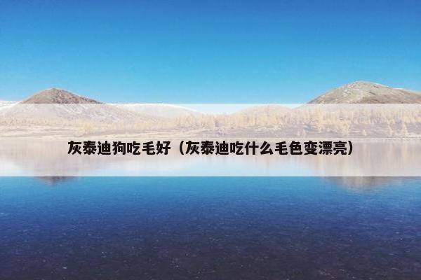 灰泰迪狗吃毛好（灰泰迪吃什么毛色变漂亮）