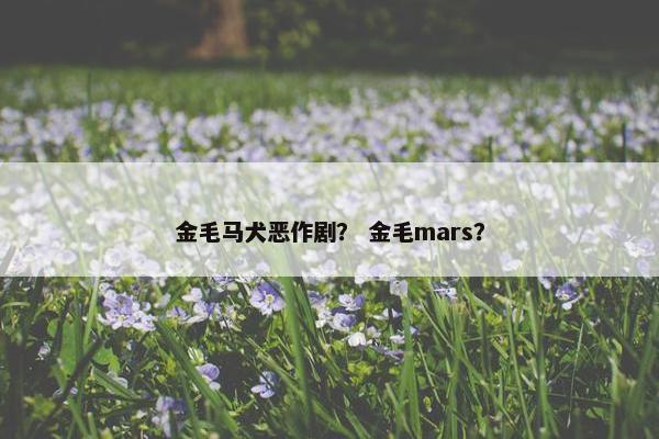 金毛马犬恶作剧？ 金毛mars？