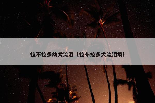 拉不拉多幼犬流泪（拉布拉多犬流泪痕）