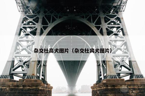 拉布拉多 第10页