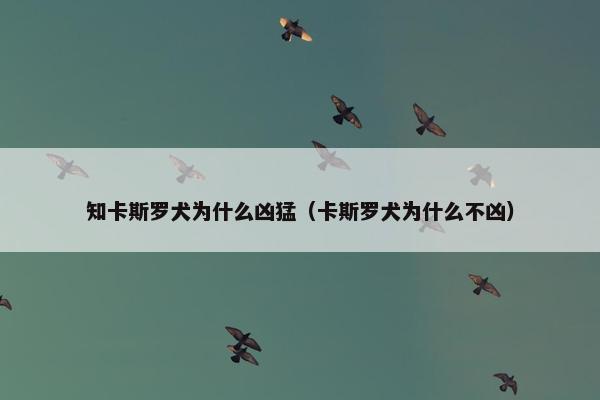 知卡斯罗犬为什么凶猛（卡斯罗犬为什么不凶）