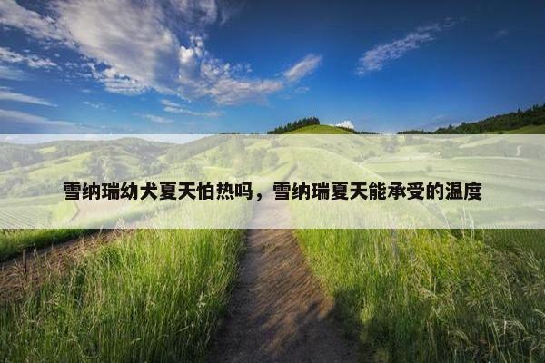 雪纳瑞幼犬夏天怕热吗，雪纳瑞夏天能承受的温度
