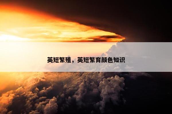 英短繁殖，英短繁育颜色知识