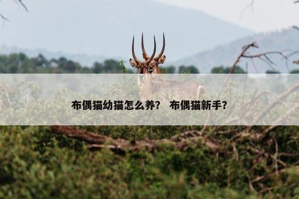 布偶猫幼猫怎么养？ 布偶猫新手？